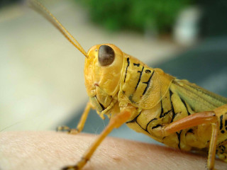 Yellow insect arm blurry background - macro len free wallpaper