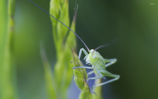 Green grasshopper stalk blurry background - figuration libre free wallpaper