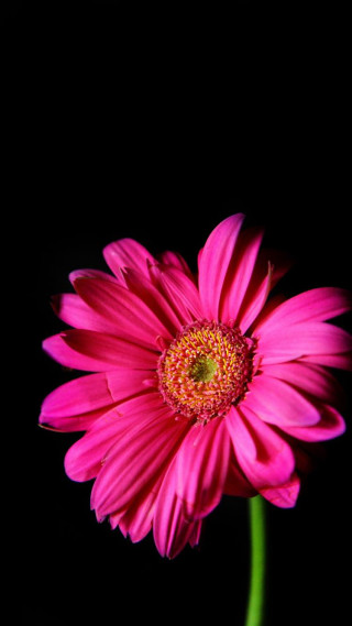 Pink flower black background green 2 - dennis ashbaugh free wallpaper for mobile
