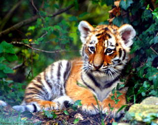 Tiger cub sitting grass near - a tiger cub free wallpaper for desktop