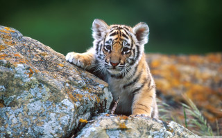 Tiger cub climbing rock wild - a tiger cub free wallpaper