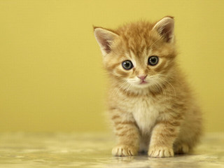 Kitten big blue eye serious - serious free wallpaper