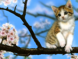 Kitten branch cherryblossoms bluesky clouds - digital art free wallpaper for desktop