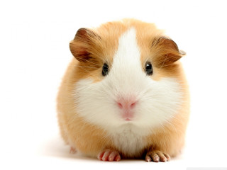Hamster cute adorable white background - david young cameron free wallpaper
