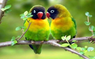 Colorful birds tree branch leaves 2 - two colorful bird free wallpaper