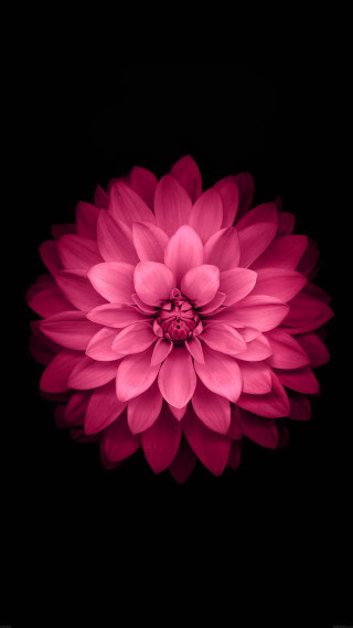 Pink flower white center digital - daniel lieske free wallpaper for mobile