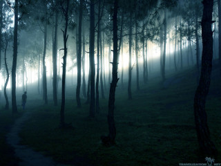 Person walking forest night fog - fog free wallpaper for desktop