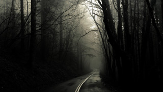 Forest road fog trees nature - fog free wallpaper