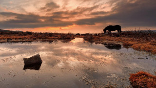 Horse sunset field puddle water - a horse free wallpaper