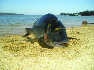 Lostfish autumn beach sky bridge - a person in the background free wallpaper for desktop