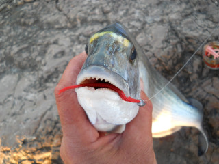Person holding fish string attached - a string free wallpaper