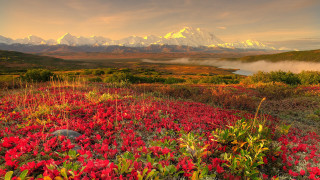 Red flowers mountains clouds autumn - alson s. clark free wallpaper for desktop