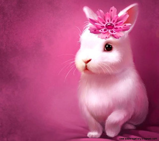 White rabbit pink flower hair - fanny mcian free wallpaper for tablet