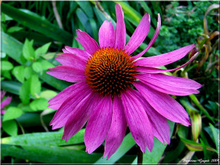 Purple flower red center green - a red center free wallpaper