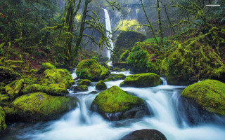Stream lush green forest rocks - a waterfall in the background free wallpaper