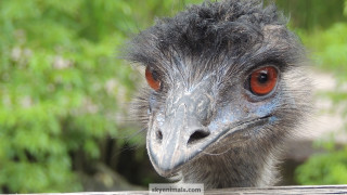 Emu fence camera background image - the background of the picture free wallpaper