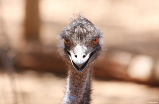 Ostrich large head long neck - primitivism free wallpaper for desktop