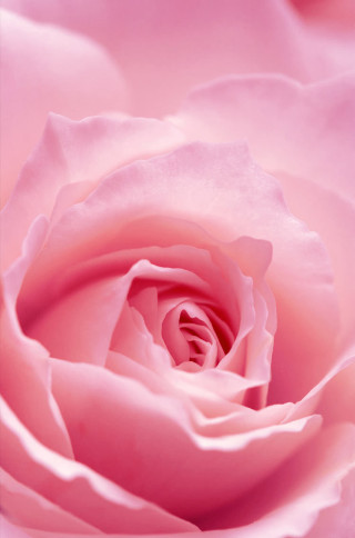 Pink rose closeup photorealistic flower - photorealistic free wallpaper for mobile