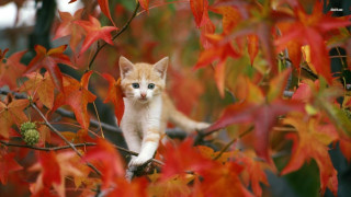 Kitten branch tree red leaves 2 - a branch in a tree free wallpaper