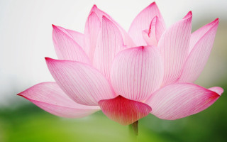 Pink flower blurry background foreground - simple form free wallpaper