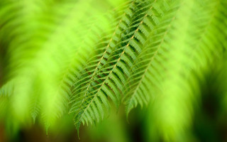Green leaf macro blurry background 4 - free nature wallpaper