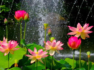 Pink lily night starry fountain - a fountain free wallpaper