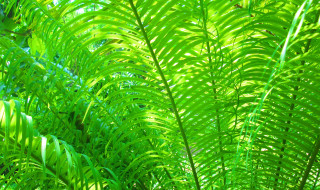 Green plant close up leaves - a green plant free wallpaper