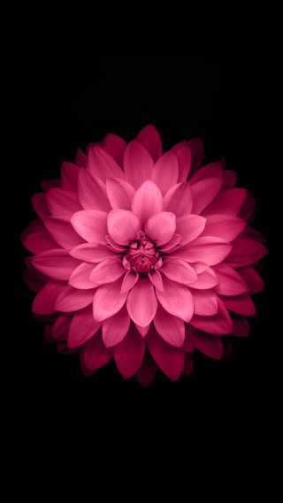 Pink flower dark background image - daniel lieske free wallpaper for mobile