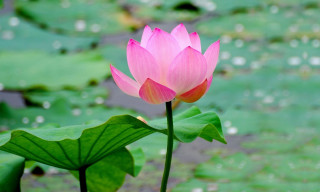 Pink lotus water lilies green - simple form free wallpaper