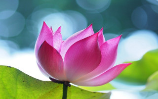 Pink lotus blooming green leaves - chang daichien free wallpaper