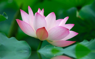 Pink flower water droplets pond - simple form free wallpaper
