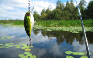 Fish caught fishing rod pond 3 - lily pad free wallpaper