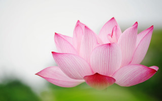 Pink flower blurry background image - simple form free wallpaper