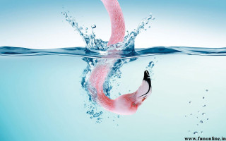 Pink flamingo swimming blue pool - a blue pool of water free wallpaper