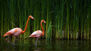 Flamingos standing water tall grass - art brenner free wallpaper