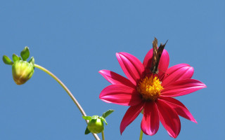 Butterfly pink flower blue sky - a blue sky background in the background free wallpaper