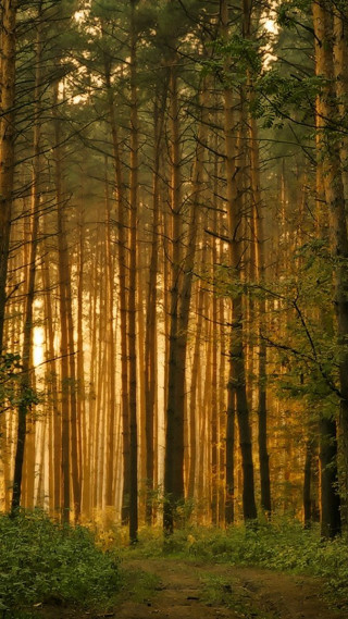 Forest path tall trees grass - free forest wallpaper for mobile