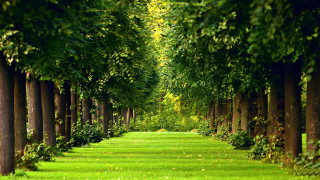 Trees path park green grass 2 - green grass and trees free wallpaper