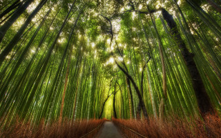 Bamboo forest path tall trees 3 - a bamboo forest free wallpaper