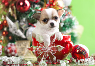 Small dog cup christmas decoration - a cup free wallpaper