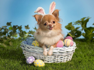 Small dog basket eggs bunny 4 - egg free wallpaper