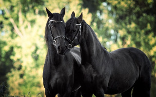 Black horses field grass trees - a field of grass and trees free wallpaper