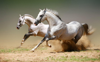 Two horses running dirt wild 4 - two horse free wallpaper
