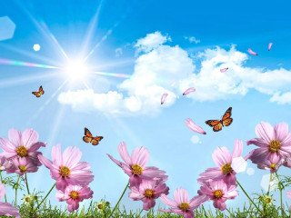 Pink flowers butterfly flying sky 2 - over them free wallpaper
