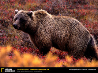 Brown bear red flowers grass - ferenc joachim free wallpaper