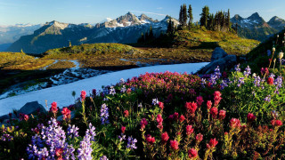Mountain landscape flowers stream snow 2 - erin hanson free wallpaper