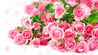 Pink roses white surface green 4 - the center of the picture free wallpaper