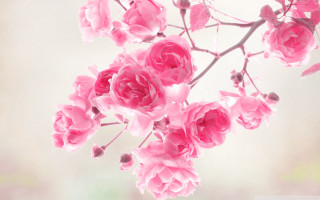 Pink flowers branch blurry background 2 - a branch free wallpaper