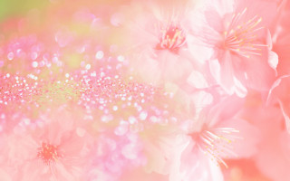 Closeup pink white flowers impressionism - soft color free wallpaper