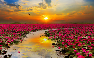 Flower field bird flying sunset - arthur pan free wallpaper for desktop